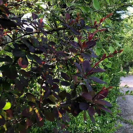 Casas Dos Infantes - * Caldas Da Rainha