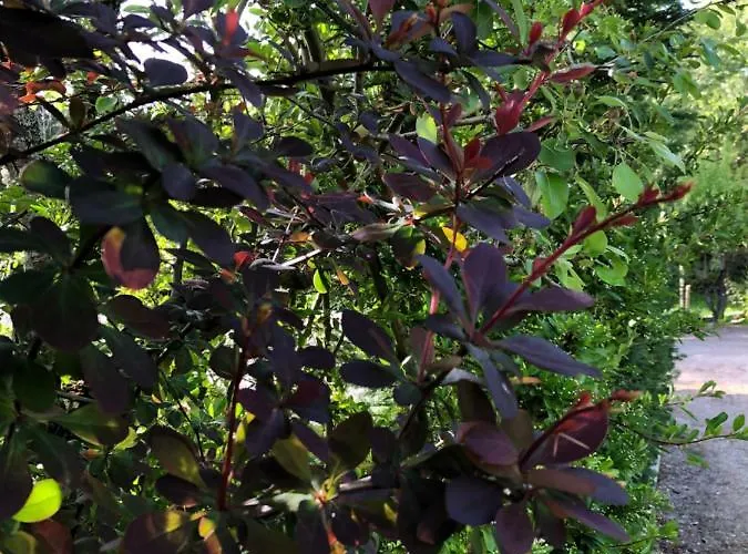 Casas Dos Infantes - * Caldas Da Rainha